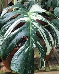 Pin Oleh Garden Decoration Ideas For Yo Di Philodendron Tanaman