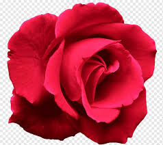 Untuk dalam pembuatan gambar sketsa bunga mawar, langkah pertama yang harus dipersiapkan yaitu dengan cara membuat garis sketsa bunga teratai ini hampir sama dengan menggambar sketsa bunga mawar. Panduan Lengkap Bunga Mawar Taman Mawar Untuk Desktop Hiasan Mawar Merah Floribunda Bunga Magenta Png Pngwing