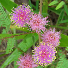 Image result for Gnidia stenophylla