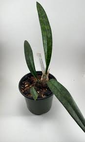 Image result for Oeceoclades maculata × quadriloba