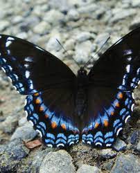 Red Spotted Purple Limenitis Arthemis Astyanax I Secretly Love Butterflies But Only The Real Ones I Want Fra Beautiful Butterflies Butterfly Blue Butterfly