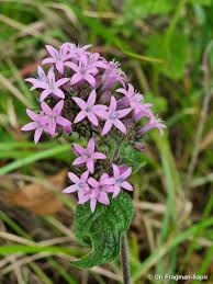 Image result for Pentas micrantha