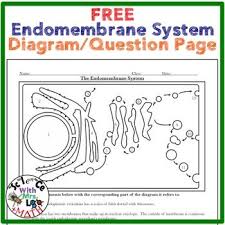 Free Endomembrane System Diagram And Questions From Cell