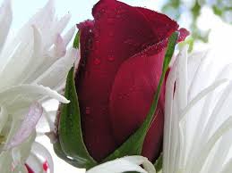 Maybe you would like to learn more about one of these? Beautiful Single Rose Flowers