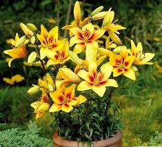 But the lilium genus refers to a specific group of perennial plants, including beloved flowers like the easter lily and the famous 'stargazer' lily, which are important to the cut flower trade. 85 Best Types Of Lilies Garden Lily Variety Names Balcony Garden Web