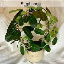 Image result for Hermannia floribunda