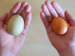 Maybe you would like to learn more about one of these? Telur Ayam Dan Bebek Mana Yang Lebih Sehat Watyutink