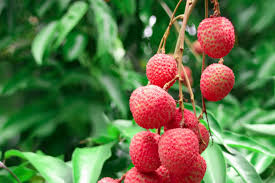 Rambutan is a fruit tree cultivated in humid tropical southeast asia. How To Grow Lychee Trees
