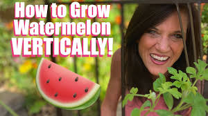 Its vines grow on the ground and have branched tendrils, deeply cut leaves, and flowers borne singly in the axil of a leaf (e.g., where the leaf joins the stem). How To Grow Lots Of Watermelon Vertically On A Trellis In Garden Beds Containers Youtube