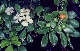 Image result for Maerua paniculata