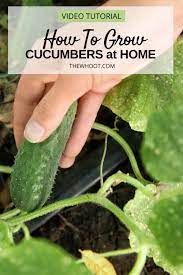 How To Start Growing Cucumbers The Whoot In 2021 Growing Cucumbers Cucumber Gardening Cucumber Plant