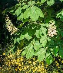 Flowers are an attractive pink, splashed with yellow inside. Foliage And Flowers Of Chestnut Aesculus Hippocastanum Horse Chestnut Conker Tree Flowers Leaf Spring Blossoming Chestnut Tree Flowers Closeup With Bee Stock Photo Picture And Royalty Free Image Image 94145686