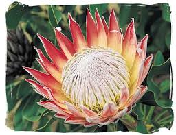 King Protea Protea Art South African Flowers Protea Flower
