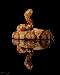 Eastern Copperhead Reptile Snakes Snake Reptiles