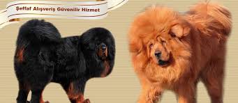 bestdog heaven bursa kopek ciftligi kopek ilanlari yavru kopek yavru kopek kopek