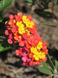 Image result for Lantana moldenkei