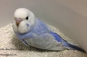 White Face Rainbow Muhabbet Kusundan Eslestirme Ile Alinmis Bir Kan Muhabbet Kusu Forumu Muhabbetkusu Com Tr