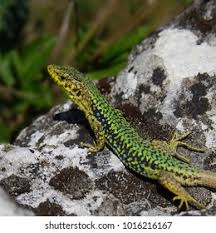 Image result for Disa saxicola