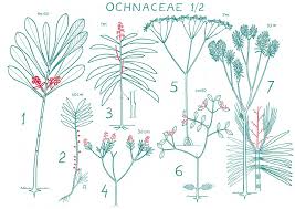 Image result for Dichaetanthera erici-rosenii