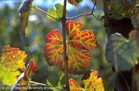 Image result for Grapevine leafroll virus