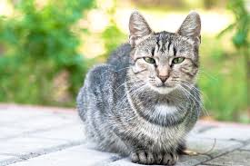 ‪CAT CHAT - Peninsula Vet‬‏
