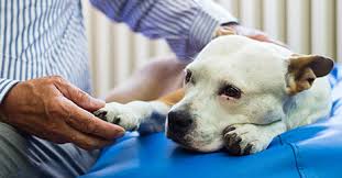 Here, you'll learn what you can expect when you visit our animal hospital, including first visit protocol and we will do our best to clear space in the schedule and attend to your pet's emergency needs, but we do need to. Pet Euthanasia 101 Managing Myths Misconceptions