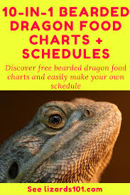 On mondays, wednesdays and fridays. Bearded Dragon Food Charts 10 In 1 Feeding Schedules Bearded Dragon Food Bearded Dragon Bearded Dragon Care