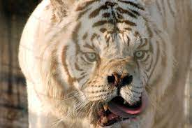 Beautiful Animals With Down Syndrome In The World Down Syndrome Cat Dog With Down Syndrome White Tiger Big Cat Rescue Animals