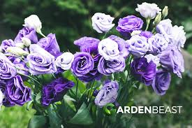 Image result for eustoma lisianthus in garden