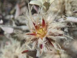 Image result for Leucosphaera bainesii