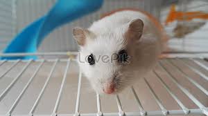 Hamsters are famous for running endlessly on small wheels, but their actual lives are usually more adventurous than that. Hamster Photo Image Picture Free Download 500485519 Lovepik Com