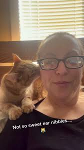 Katze Nuckelt Am Ohr