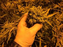Dispensary permits can assist your team with obtaining licenses to open a dispensary in colorado, contact us for a complimentary. Seminar How To Open A Medical Marijuana Dispensary In HawaiÊ»i Maui Now