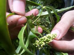 Image result for Toddalia crenulata