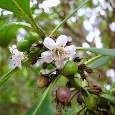 Image result for Myoporum laetum