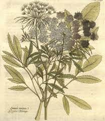 Ammi Bishop S Weed Ajowan Medicinetraditions Medicine Traditions