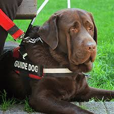 Blindenführhunde, umgangssprachlich blindenhunde, sind speziell ausgebildete assistenzhunde, die blinden oder hochgradig sehbehinderten menschen eine gefahrlose orientierung sowohl in vertrauter als auch in fremder umgebung gewährleisten sollen. Was Muss Ein Blindenhund Konnen Myhappypet Myhappypet De