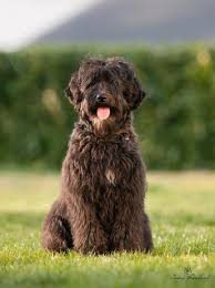 Learn more about logo design. Our Girls Hunterberry Hill Labradoodles