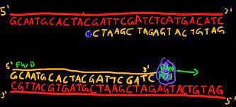 Primer Design For Pcr - Youtube