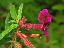 Image result for Lythraceae