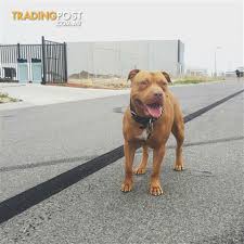 Beautiful outgoing, well socialised puppies. Rednose American Staffordshire Terrier Puppies Find Me A Pet