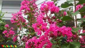 The vibrant pink flowers are sure to brighten up your yard. Spotlight Pink Velour Crape Myrtle Most Cold Hardy Crape Myrtle I Have Tropical Plant Party Youtube