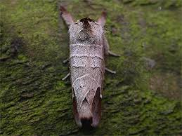 Image result for Clostera curtula