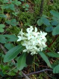 Image result for Struthiola montana