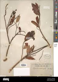 Image result for Agarista salicifolia