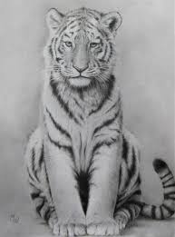 Pencil Drawing Of A Tiger Realistic Animal Drawings Animal Drawings Cool Pencil Drawings