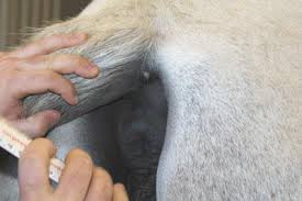 Melanomas In The Grey Horse