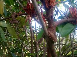 Image result for Blepharis stuhlmannii