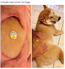 21 Dog Memes To Remind You Just How Derpy Those Big Floofers Are Funny Animal Pictures Funny Animals Cute Funny Animals