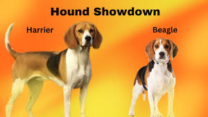 Image result for Harrier dog